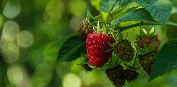 Бизнес в малине. Какие есть перспективы у индустриального выращивания ягоды в России