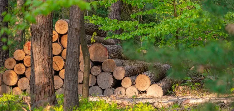Лес 2.0: новые возможности для лесопромышленного комплекса