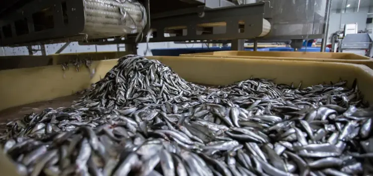 Большой улов: как в России строят современные рыбоперерабатывающие заводы