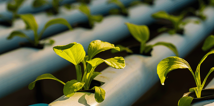 Технологичный АПК: как агрохолдинг «Выборжец» перевёл свет в цифру