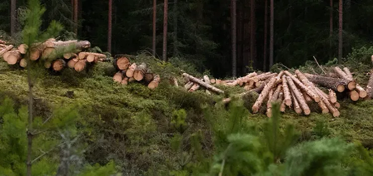 Заработать на деревьях. Новые возможности на рынке лесозаготовительной техники