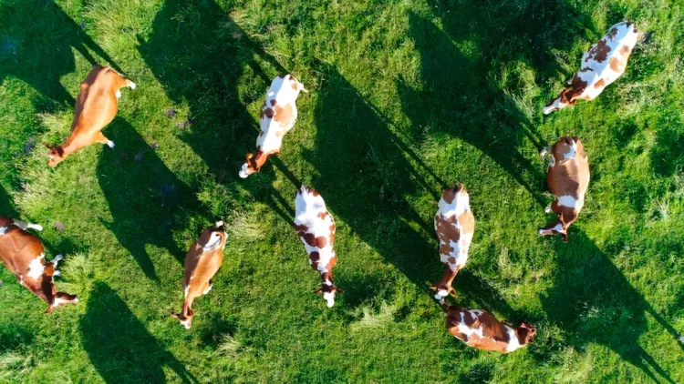 Цифровизация коров: каковы перспективы внедрения искусственного интеллекта в сельском хозяйстве