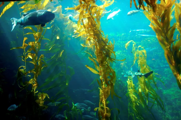 Подводный резерв: как заработать на водорослях