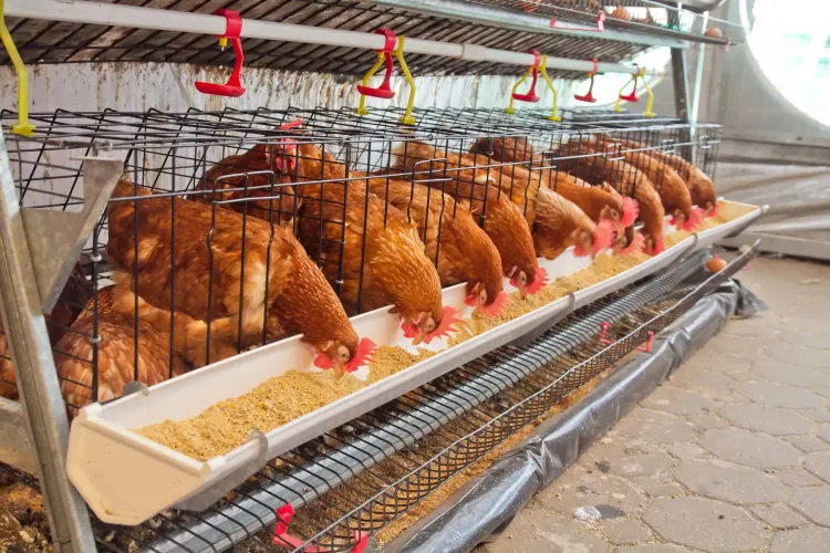 Поразмыслить над курицей: АПК нужны точечные инвестиции