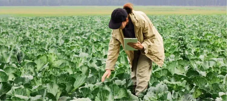 Фермер 4.0: какими мобильными приложениями пользуются агрономы